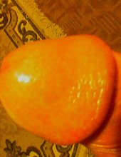 penisek