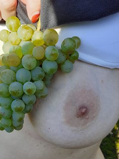 Vinobraní