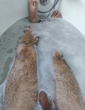 Vaňa