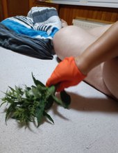 Kopřivy