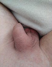 Tinny