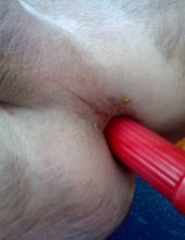 uh